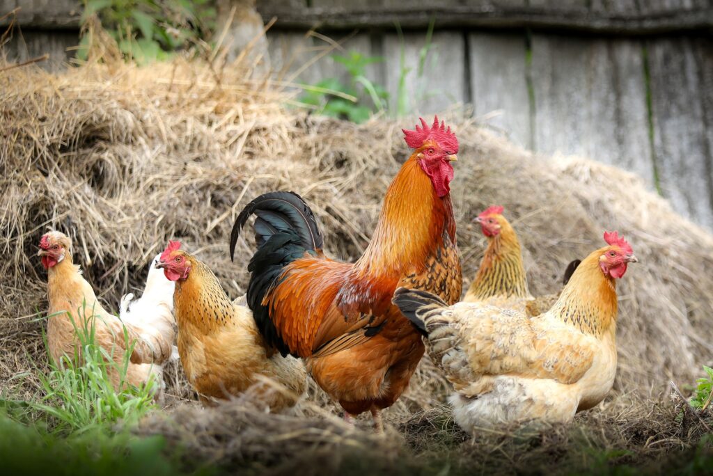 Free Range Poultry Farming in India: A Comprehensive Guide