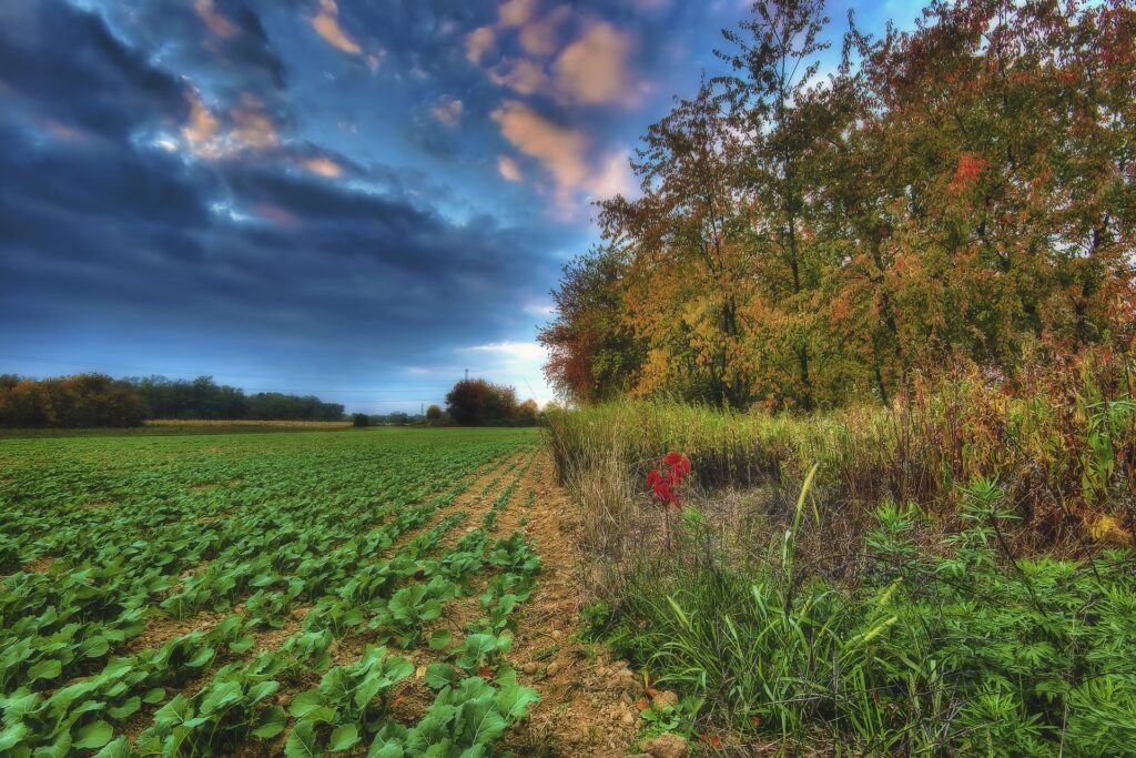 Pesticides in Agriculture in India: Use, Impact, and Future Directions